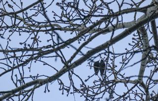 First Spring Birds 2021